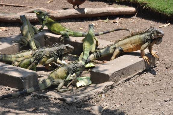 As famosas iguanas da Plaza Bolívar, em Guayaquil - Equador